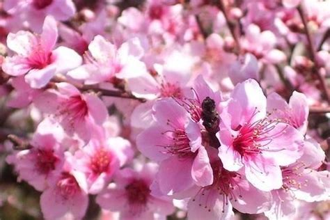 咸池桃花意思|咸池桃花是什么意思,咸池桃花对人的影响